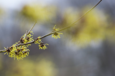 BUITEN BEELD Foto: 290500