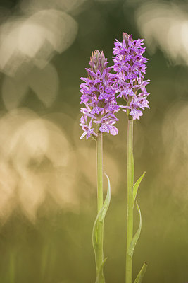 BUITEN BEELD Foto: 290511