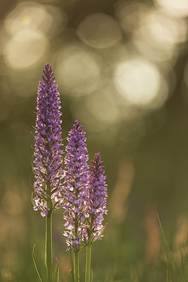 BUITEN BEELD Foto: 290512
