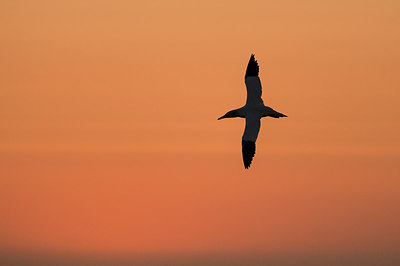 BUITEN BEELD Foto: 290526