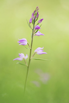 BUITEN BEELD Foto: 290532