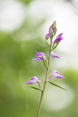 BUITEN BEELD Foto: 290533