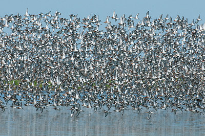 BUITEN BEELD Foto: 290609