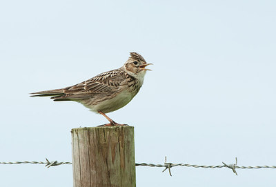 BUITEN BEELD Foto: 290610