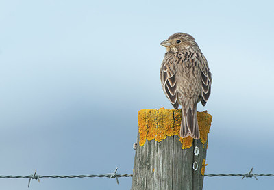 BUITEN BEELD Foto: 290611