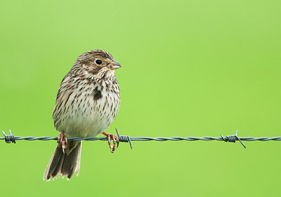 BUITEN BEELD Foto: 290612