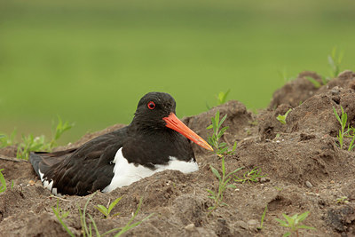 BUITEN BEELD Foto: 290623