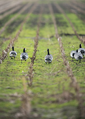 BUITEN BEELD Foto: 290678