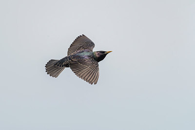BUITEN BEELD Foto: 290685
