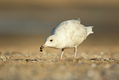 BUITEN BEELD Foto: 290699