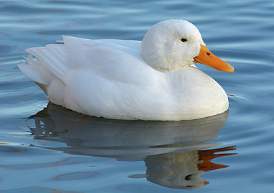 BUITEN BEELD Foto: 290740