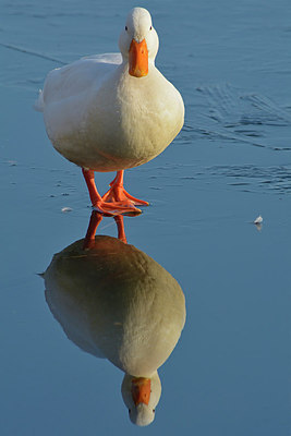 BUITEN BEELD Foto: 290741