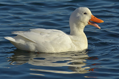 BUITEN BEELD Foto: 290777
