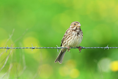 BUITEN BEELD Foto: 290794