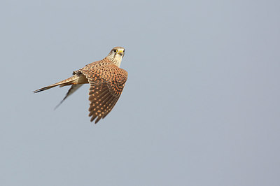 BUITEN BEELD Foto: 290798