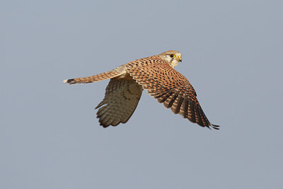 BUITEN BEELD Foto: 290799