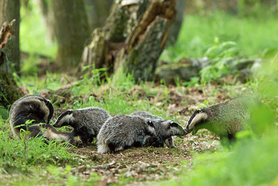 BUITEN BEELD Foto: 290836