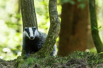 BUITEN BEELD Foto: 290839
