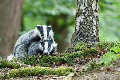 BUITEN BEELD Foto: 290844