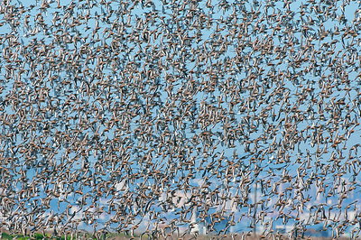 BUITEN BEELD Foto: 290850