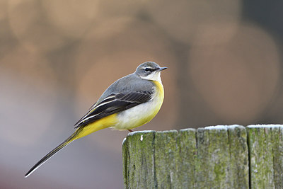 BUITEN BEELD Foto: 290858