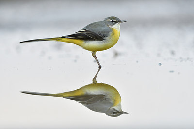 BUITEN BEELD Foto: 290859