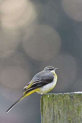 BUITEN BEELD Foto: 290860
