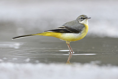 BUITEN BEELD Foto: 290862