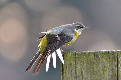 BUITEN BEELD Foto: 290864