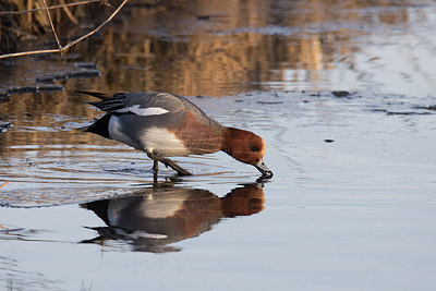 BUITEN BEELD Foto: 290932