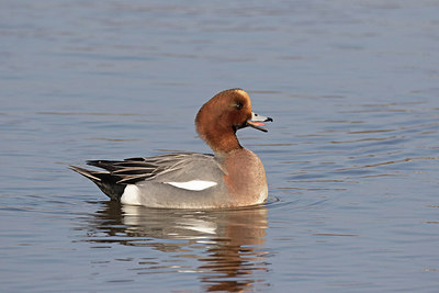 BUITEN BEELD Foto: 290942