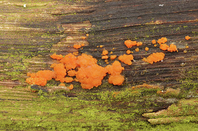 BUITEN BEELD Foto: 290976