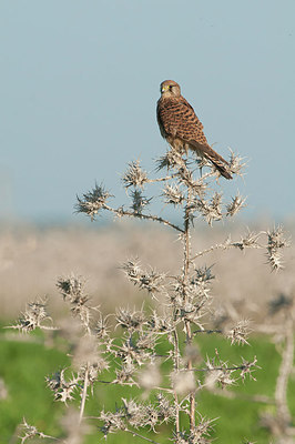 BUITEN BEELD Foto: 290989