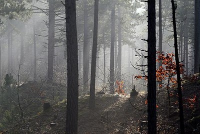 BUITEN BEELD Foto: 290997