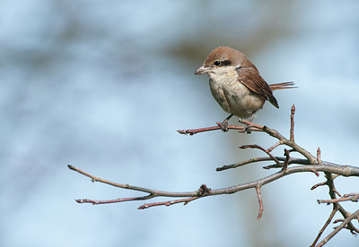 BUITEN BEELD Foto: 291053