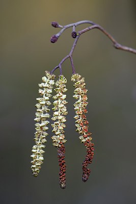 BUITEN BEELD Foto: 291055