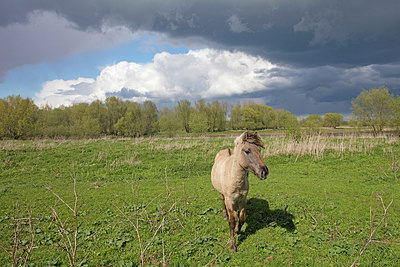 BUITEN BEELD Foto: 291106