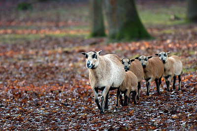 BUITEN BEELD Foto: 291117