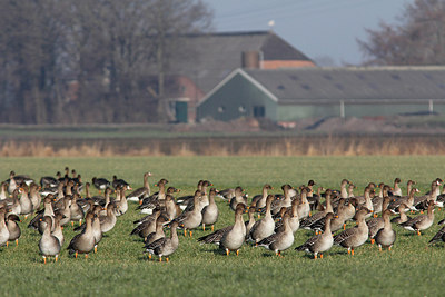 BUITEN BEELD Foto: 291219