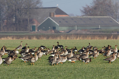 BUITEN BEELD Foto: 291220