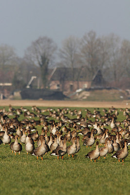 BUITEN BEELD Foto: 291221
