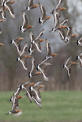 BUITEN BEELD Foto: 291329
