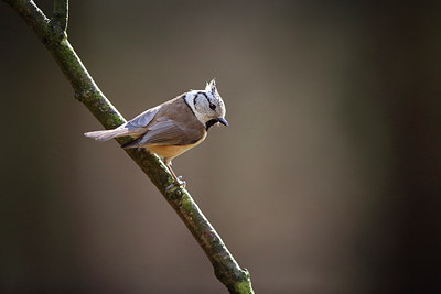 BUITEN BEELD Foto: 291380