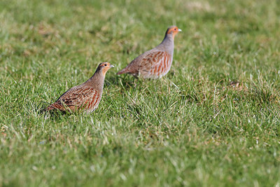 BUITEN BEELD Foto: 291383