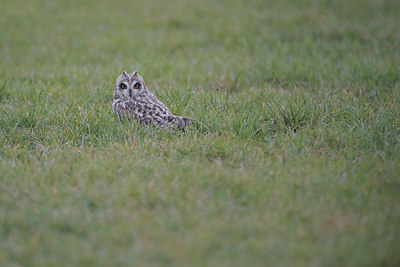 BUITEN BEELD Foto: 291392