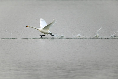 BUITEN BEELD Foto: 291398