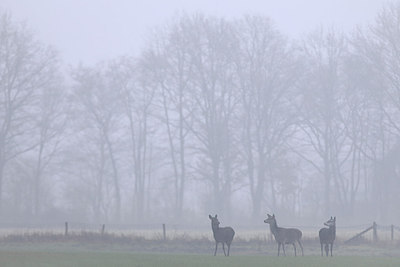 BUITEN BEELD Foto: 291402