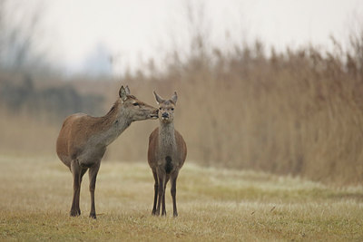 BUITEN BEELD Foto: 291403