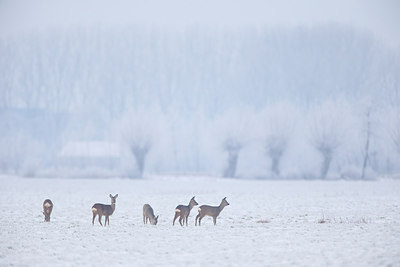 BUITEN BEELD Foto: 291406