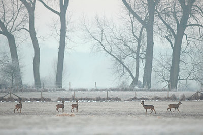 BUITEN BEELD Foto: 291411